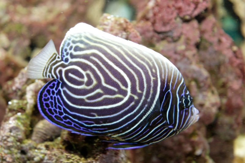 Pomacanthus imperator (emperor angelfish), Aquarium.jpg - Pomacanthus imperator (emperor angelfish)